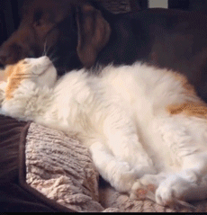 这就是猫咪跟狗狗的友谊，喵愿意让汪趴在它身上，太暖了！