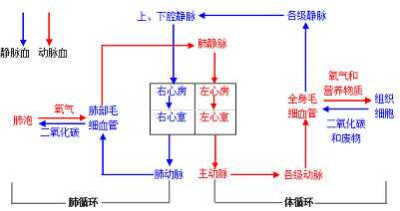 初中生物
心脏