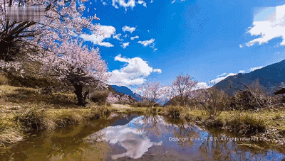 当西藏的风景动起来时