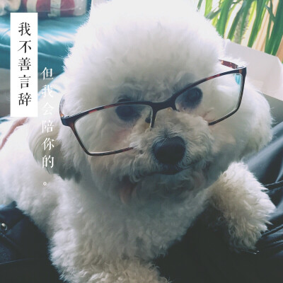 狗点点也是有文化的狗