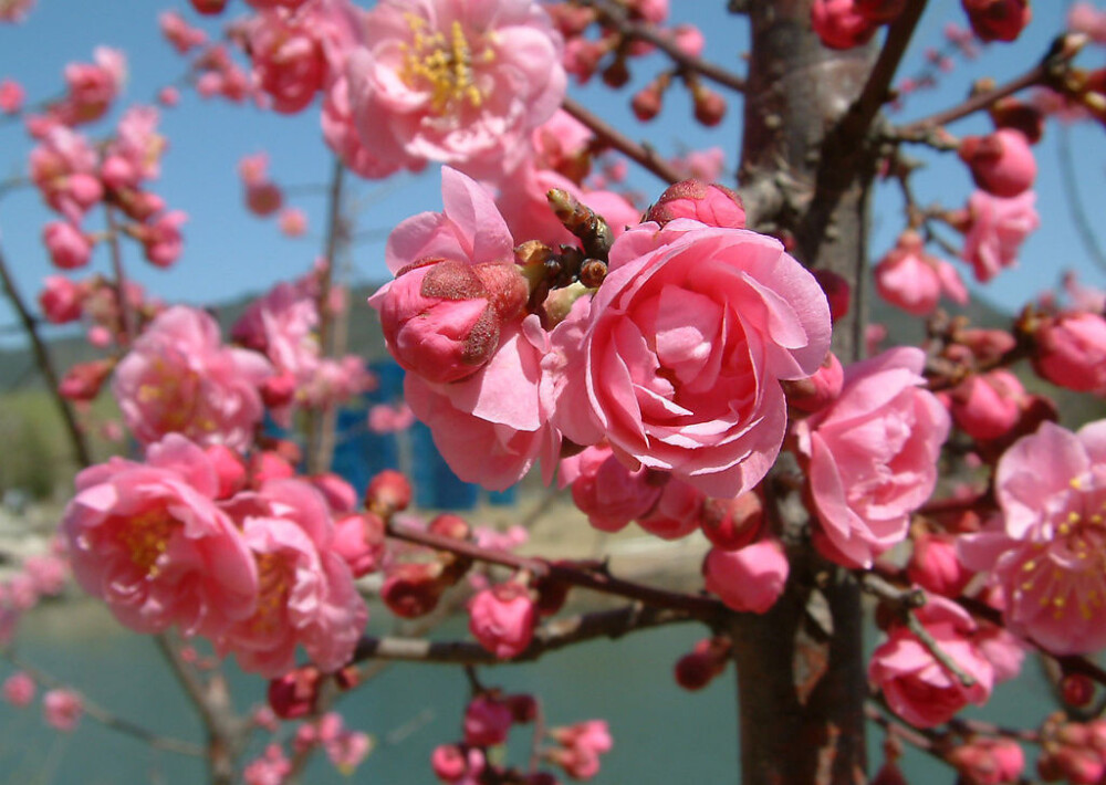 榆叶梅（学名：Amygdalus triloba），又叫小桃红，因其叶片像榆树叶，花朵酷似梅花而得名。为灌木稀小乔木，高2-3米；枝条开展，具多数短小枝；小枝灰色，一年生枝灰褐色，无毛或幼时微被短柔毛；冬芽短小，长2-3毫米。枝紫褐色，叶宽椭圆形至倒卵形，先端3裂状，缘有不等的粗重锯齿；花单瓣至重瓣，紫红色，1～2朵生于叶腋，花期4月；核果红色，近球形，有毛。