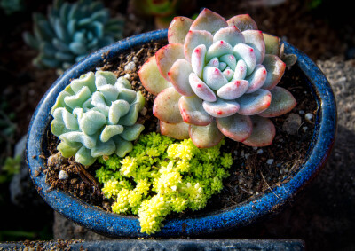 特玉莲和芙蓉雪莲，2017-1-7早上拍摄，早上有露水，可以看到植物表面有一层小水珠，非常之美