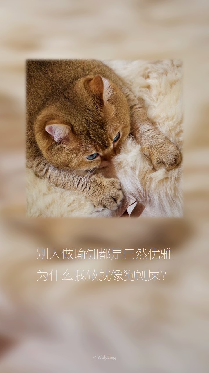 别人做瑜伽都是自然优雅，为什么我做就像狗刨屎？！图片中的大脸橘猫来自ins hosico_cat。