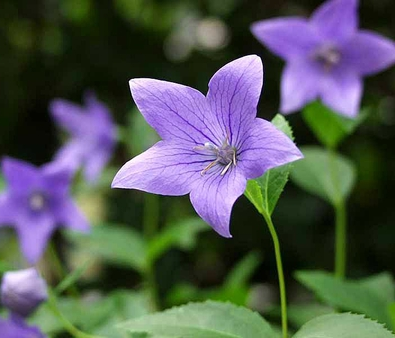 桔梗（Platycodon grandiflorus），别名包袱花、铃铛花、僧帽花，是多年生草本植物，茎高20～120厘米，通常无毛，偶密被短毛，不分枝，极少上部分枝。叶全部轮生，部分轮生至全部互生，无柄或有极短的柄，叶片卵形，…