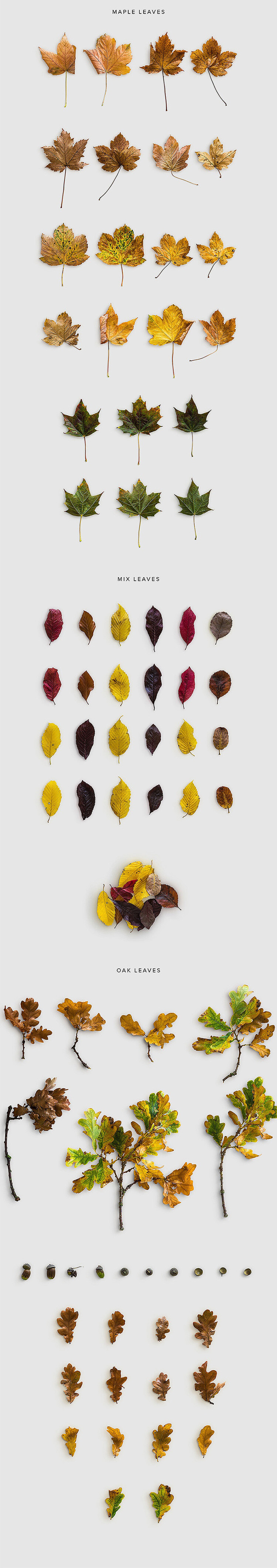 30 秋季枯枝树叶果实素材 PSD/PNG秋季平面设计广告设计素材