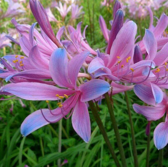 换锦花（学名：Lycoris sprengeri Comes ex Baker）：草本，地生。鳞茎卵形，早春出叶，叶带状。花茎高约60厘米；总苞片2 枚。伞形花序，有花4-6朵，淡紫红色。雄蕊与花被近等长。蒴果具三棱，室背开裂。种子近球形，黑色。