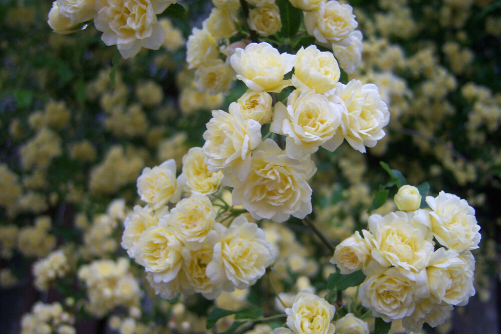 木香花(学名:rosa banksiae ait.