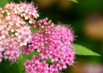 粉花绣线菊（学名：Spiraea japonica L. f.），别名蚂蟥梢、火烧尖、日本绣线菊，蔷薇科、绣线菊属直立灌木，高可达1.5米；枝条开展细长，圆柱形，冬芽卵形，叶片卵形至卵状椭圆形，上面暗绿色，下面色浅或有白霜，…