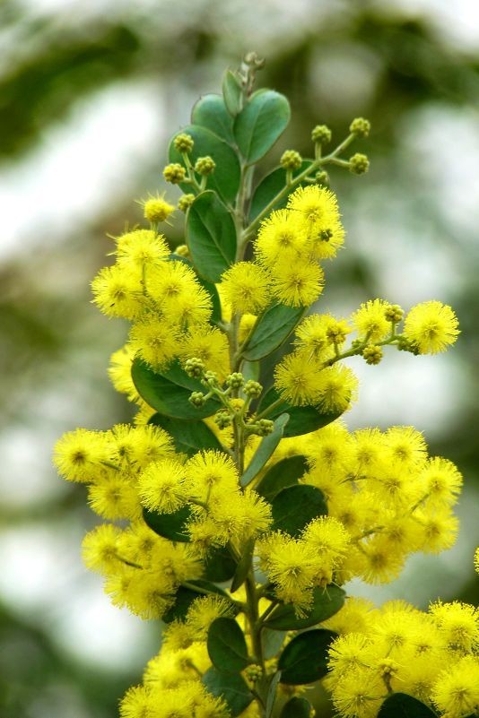 银叶金合欢（拉丁学名： Acacia podalyriifolia），是豆科金合欢属一种速生的小乔木，可长到6米高，树冠可伸展到3米宽，树型美观俊挺。冬季和早春盛开朵朵芬芳的金黄色球状花。有趣的是，它幼年时叶片为羽状复叶，而成年后叶片退化直至消失，而银色的叶柄则逐渐变宽，形如单叶，代替原先叶片的功能。