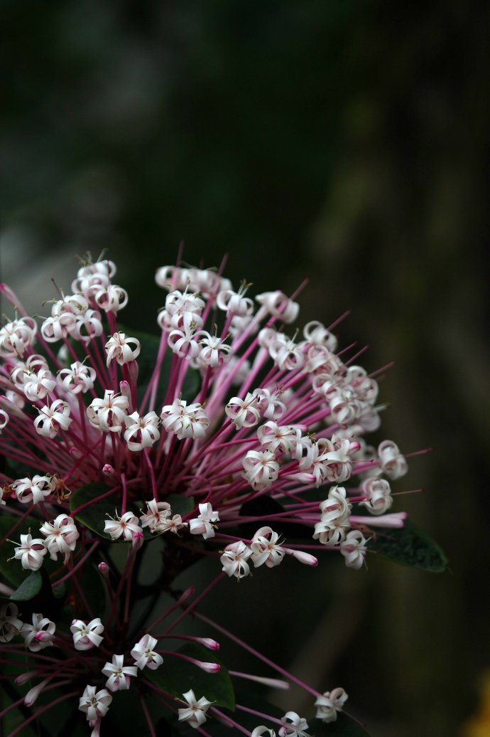 烟火树，为马鞭草科大青属小灌木。学名：Clerodendrum quadriloculare (Blanco) Merr.，别称：星烁山茉莉。株高50一60厘米，栽培当年6一n月花开不断，聚伞形花序，顶生，众多，花筒紫红色，前端炸开五片洁白耀眼的长型花瓣，花色绚丽多彩，好似繁星闪烁，犹如“团团烟火”，吐露的花蕊金丝银柳一般，微笑一吹弹跳起舞不停。