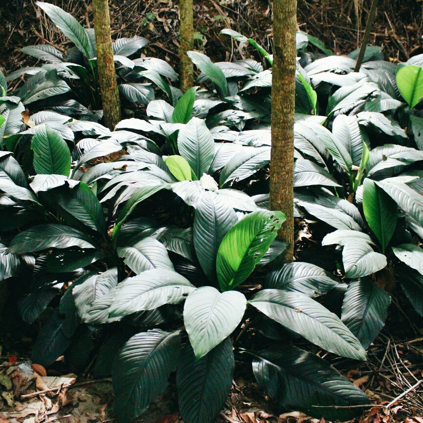 偶遇植物