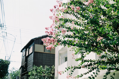 看到花就忍不住拍下来