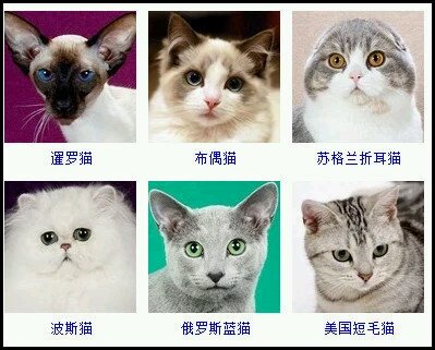 猫咪大百科，哪一只是你心仪的小宝贝～