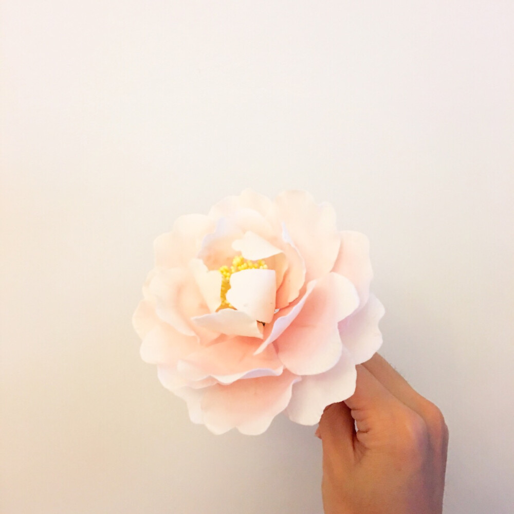 安迪的糖花园 | 糖花 | 茶梅 | Camelia Sasanqua | Food Color：Dusty Pink + Colonial Rose ​​​