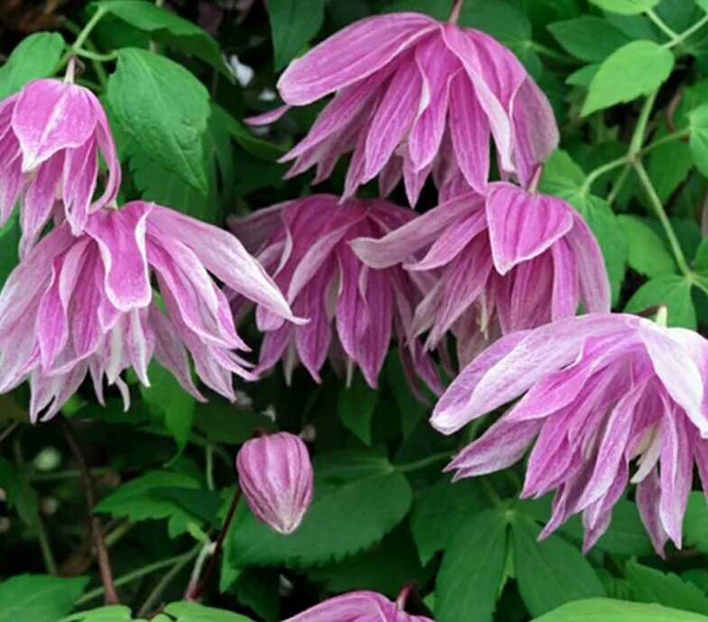 缤纷长瓣组紫梦