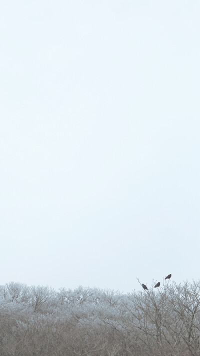 钟爱清新 意境 热爱自由