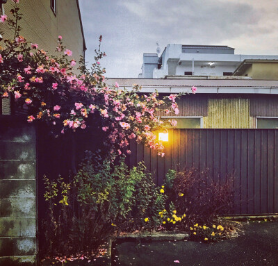 钟爱清新 意境 热爱自由