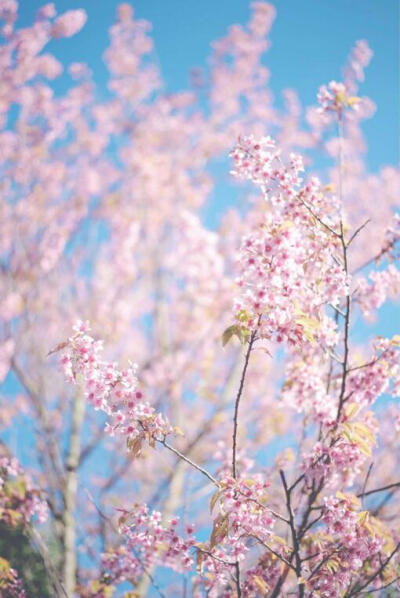 钟爱清新 意境 热爱自由