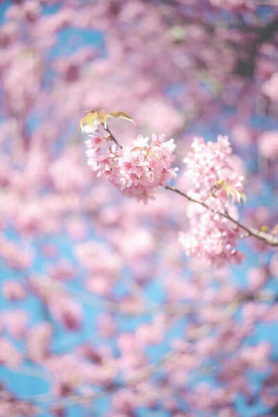 钟爱清新 意境 热爱自由