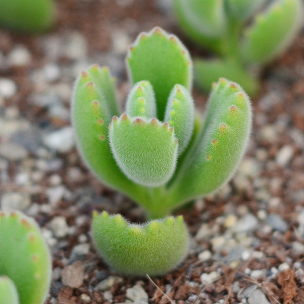 熊童子（Cotyledon tomentosa）为景天科、银波锦属植物，是一种被子多肉植物，叶片有绒毛，像熊的爪子。一般市场价为4片叶5到10元，30片叶25到40元。原产于非洲的纳米比亚。夏季高温容易死亡，冬季保持5℃即可安全越冬。