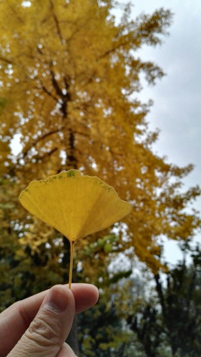 秋天的银杏