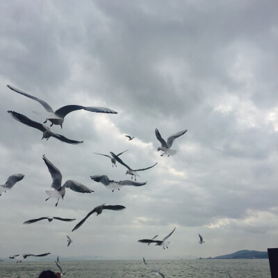 海埂海鸥～