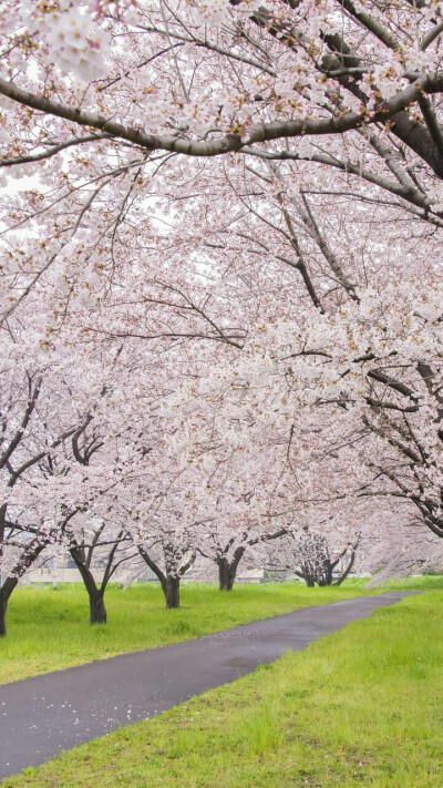 待落花时节，我陪你赏樱花如雪