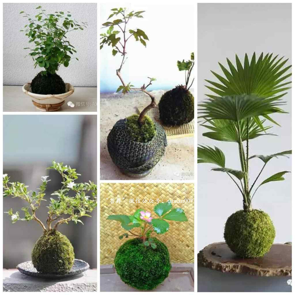 日本苔玉美图