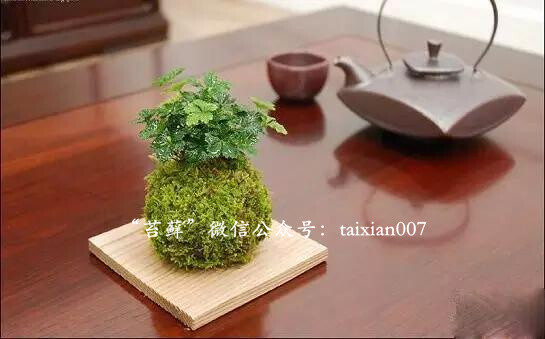 日本苔玉美图