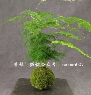 苔藓球美图