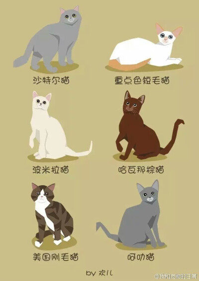 猫