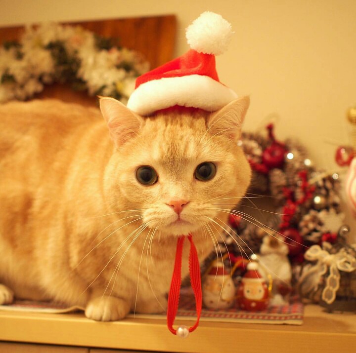 岛国一名3岁的曼切堪猫