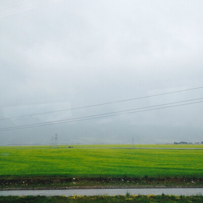 烟雨朦胧，油菜花海。