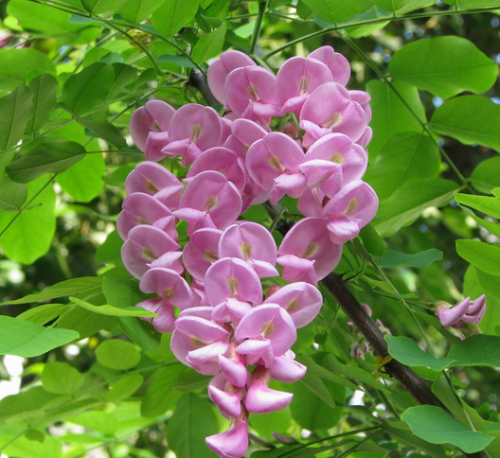 香花槐又名富贵树，（拉丁名为：Robinia pseudoacacia cv.idaho ）原产于西班牙，属蝶形花科落叶乔木，株高10—12米，树干褐至灰褐色。叶互生，羽状复叶，由7—19 片小叶，叶椭圆形至卵长圆形，长3—6厘米 ，光滑，叶片绿色美观对称 ，深绿色有光泽，青翠碧绿。总状花序，花被红色，有浓郁芳香， 可同时盛开200—500朵小红花，非常壮观美丽。 香花槐叶繁枝茂，树冠开阔，树干笔直，树景壮观， 全株树形自然开张，树态苍劲挺拔，观赏价值极佳。