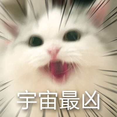 可爱的小猫