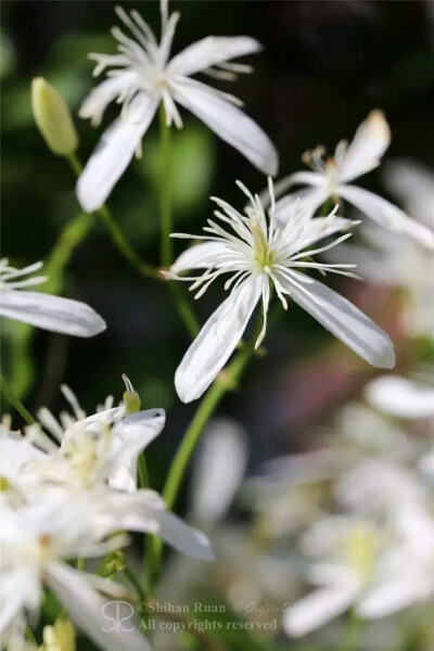 圆锥铁线莲Clematis terniflora