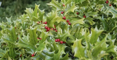  枸骨 Ilex cornuta 