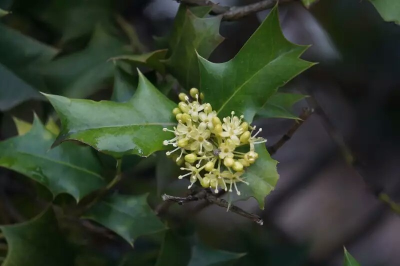  枸骨 Ilex cornuta 