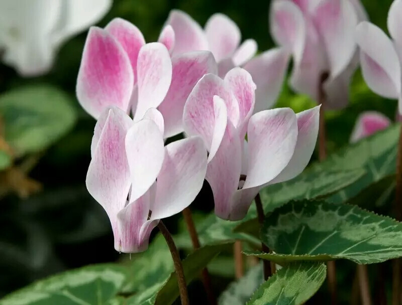  仙客来 Cyclamen persicum 