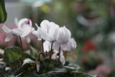  仙客来 Cyclamen persicum 