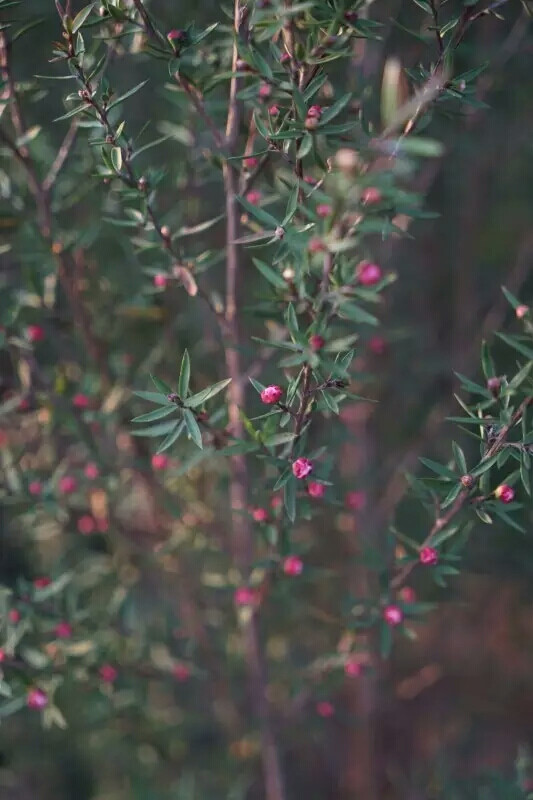 松红梅（Leptospermum scoparium