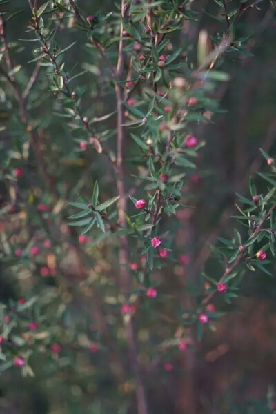 松红梅（Leptospermum scoparium