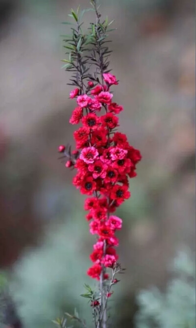 松红梅（Leptospermum scoparium