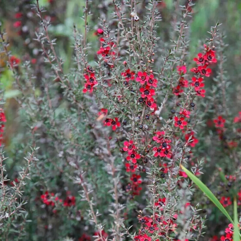 松红梅（Leptospermum scoparium