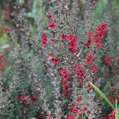 松红梅（Leptospermum scoparium