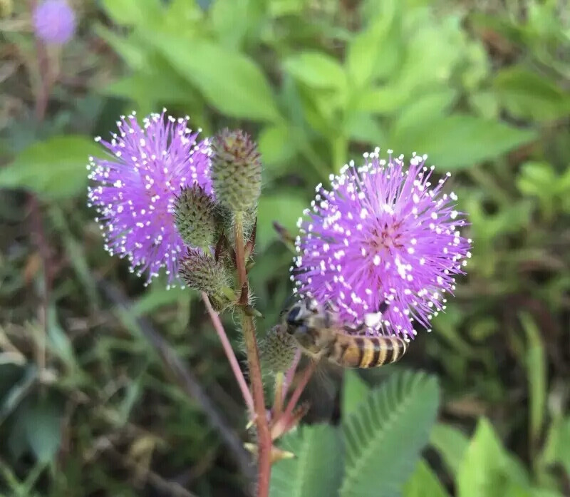 巴西含羞草