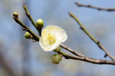 梅 (Armeniaca mume Sieb.