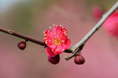 梅 (Armeniaca mume Sieb.