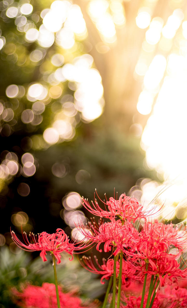 .壁纸 锁屏
“植物是不能言语的疯子”