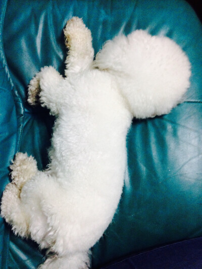 点点在沙发上熟睡